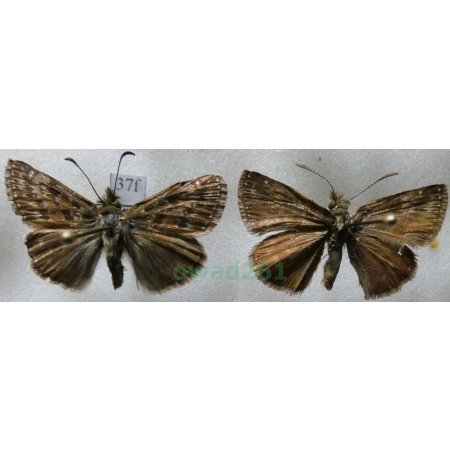 Erynnis tages (Linnaeus, 1758) pair Powszelatek brunatek Czech37f